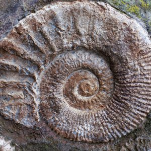 20261014_OHR.AmmoniteFossils_EN-US6354038755_UHD_bing.jpg